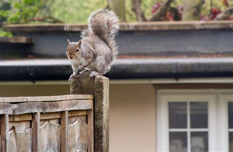 Is a squirrel infestation really that bad? - PEST UK