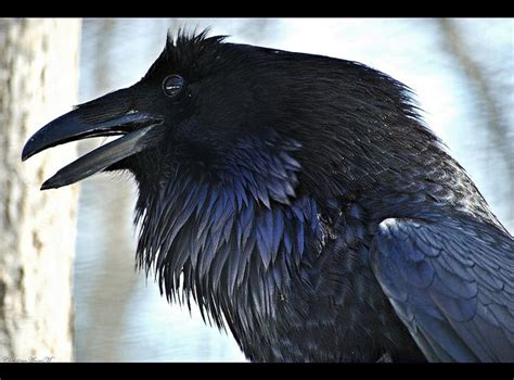 The Raven | Raven, Black bird, Crows ravens