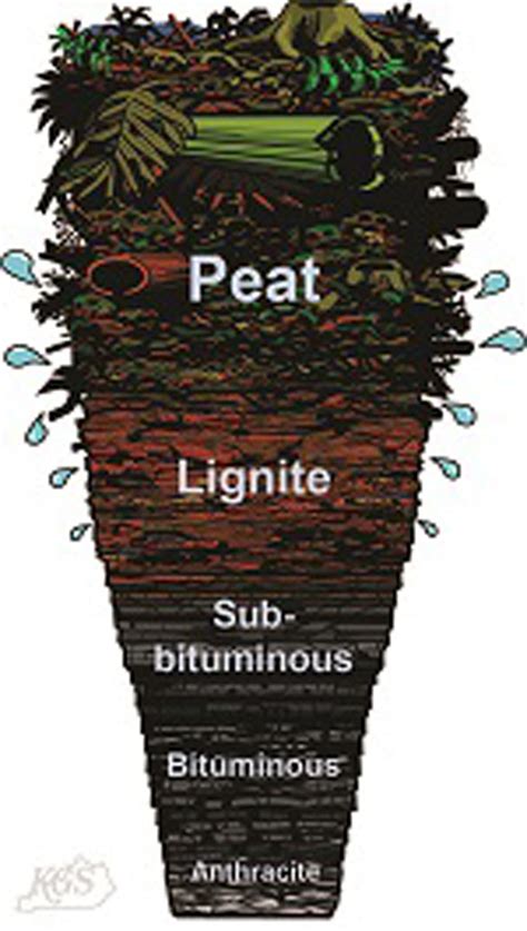 Coalification, Kentucky Geological Survey, University of Kentucky
