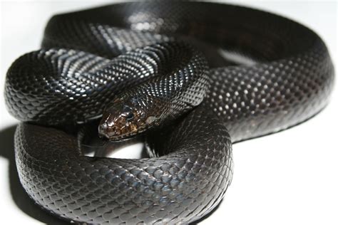 Identifying Black Snakes | ThriftyFun