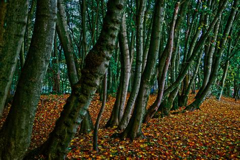 On bended trees | Just the scent of Autumn See my most inter… | Flickr