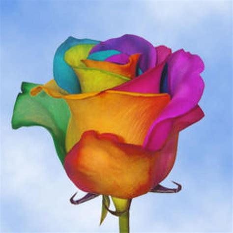 Globalrose 50 Stems of Multi-Color Rainbow Roses-your-choice-rainbow-roses-50 - The Home Depot