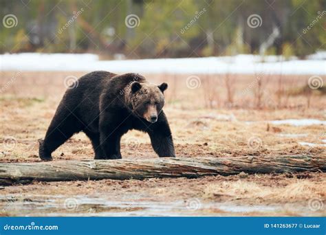 Brown bear in the taiga stock image. Image of evening - 141263677