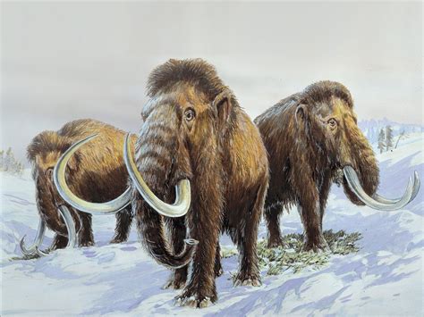 Mammoths, sabre-tooth tigers and other megafauna went extinct because ...