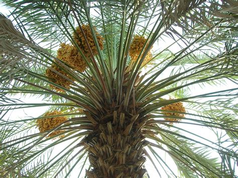 Date palm with fruits - Date palm - Wikipedia | Palm, Dried dates, Chocolate chip cookies