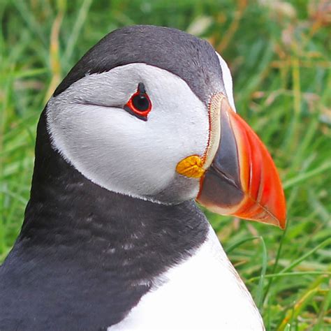 The Puffins of Mykines in the Faroe Islands - The Culture Map