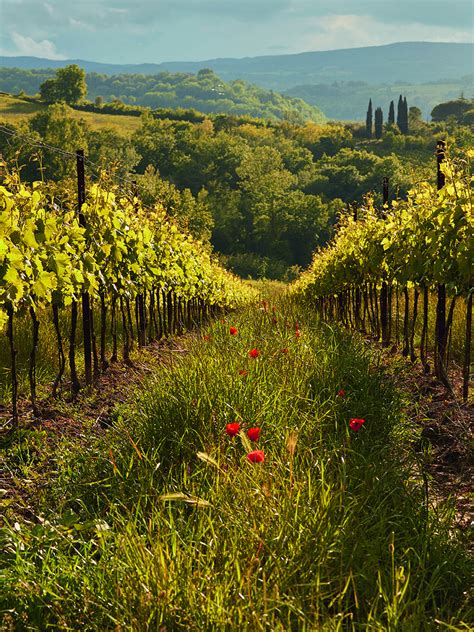 The complete guide to wine harvest season | Food and Travel magazine