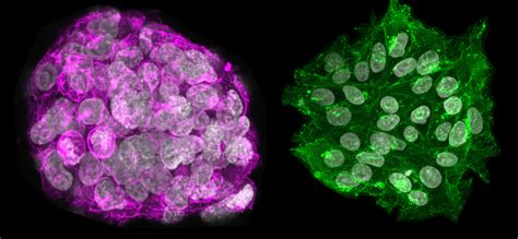 New tools to study the origin of embryonic stem cells