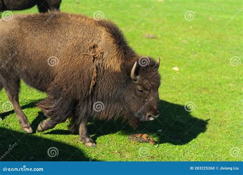 American Bison or Buffalo stock photo. Image of buffalo - 283225260