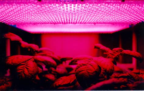 What Plants Grow in Fluorescent Light - Organize With Sandy