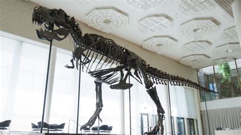 T. rex skeleton sells for more than $6m - BBC News