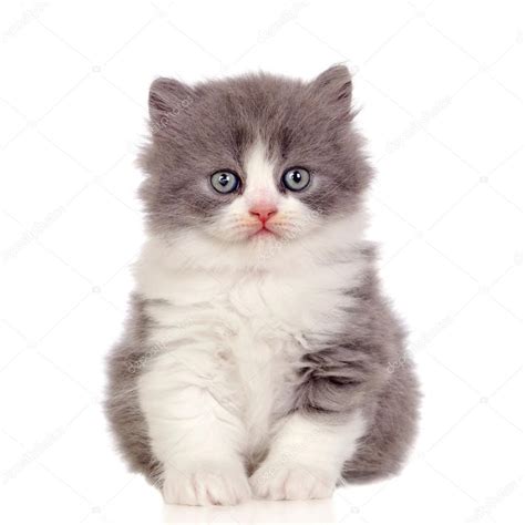 Beautiful angora kitten with gray and soft hair ⬇ Stock Photo, Image by ...