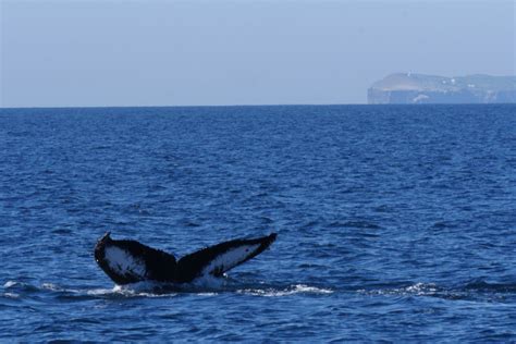 Whale Report - Sunday February 19th, 2023 - Channel Islands Expeditions