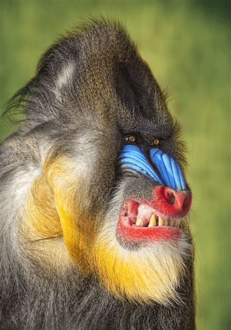 🔥 Mandril Snarl 🔥 : NatureIsFuckingLit