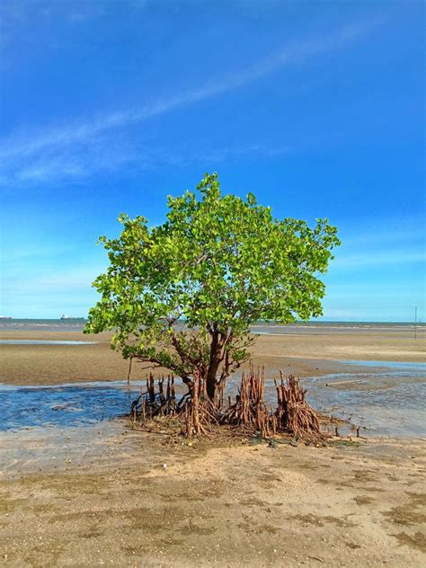 Mangrove tree on the beach stock photo. Image of lagoon - 239098536