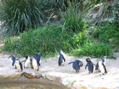 Taronga Zoo 2007 - Fairy Penguins - ZooChat