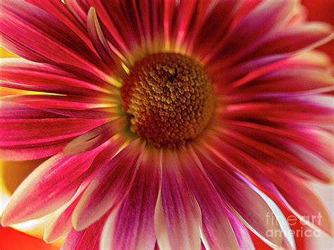 Barberton Daisy Photograph by David Zanzinger - Fine Art America