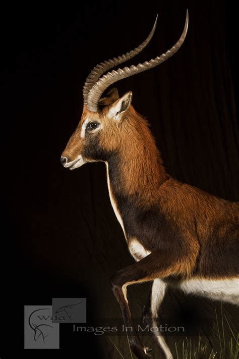 Black Lechwe Running | Wild Images In Motion