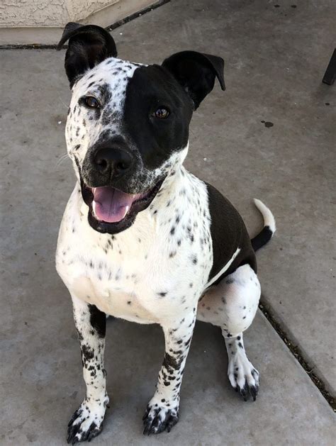 4 Months Old Special German Pointer Dog Puppy For Sale Or Adoption Near Me | @New Concept