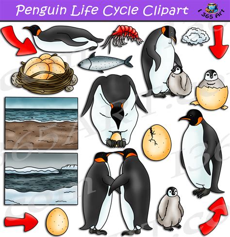 Penguin Life Cycle Facts