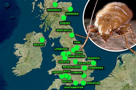 Bedbugs invade UK: Blood-sucking insects infesting UK homes | Daily Star