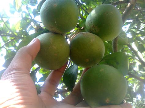 Foto-Foto Pohon Buah Yang Buahnya Banyak - Guru Ilmuan