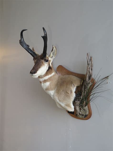 Antelope Taxidermy Mount for sale. A-125P – Mounts For Sale