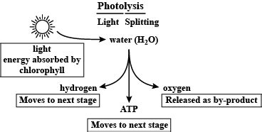 Photosynthesis - Class 10 - CBSE Class Notes Online - Classnotes123