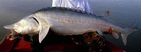 Big Fishes of the World: STURGEON BELUGA (Huso huso)