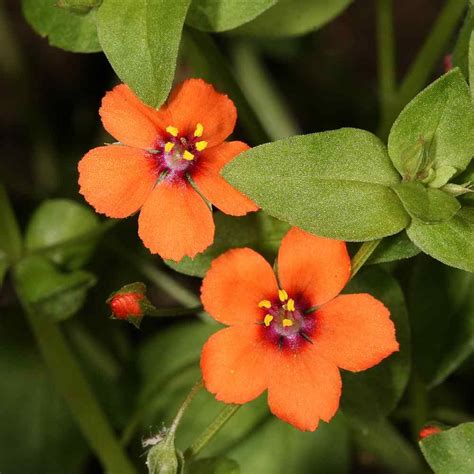 Scarlet Pimpernel Seeds - Anagallis Ground Cover Seeds