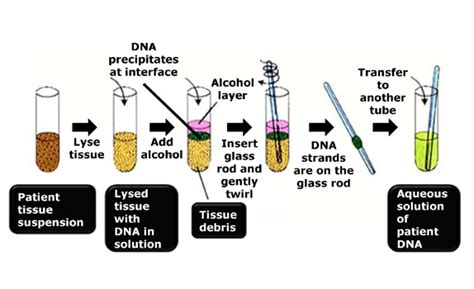 Dna Rna: DNA Isolation