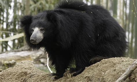 Sloth Bear Conservation