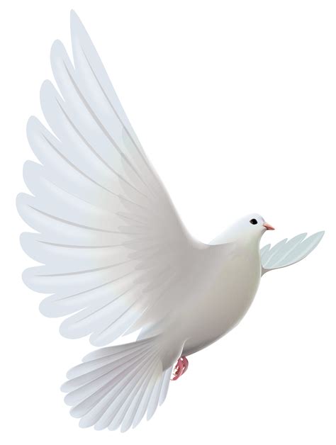 Pigeons and doves Bird Prayer Clip art - White Dove Transparent PNG ...