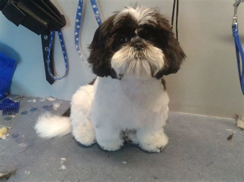 Elite Grooming | Dog Grooming Gallery - Dog Grooming Gee Cross, Hyde ...