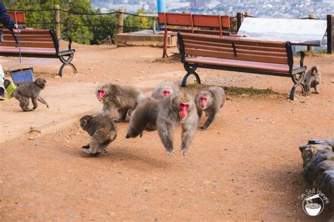 Arashiyama - Monkey Business | I'm Still Hungry, a Food & Travel Blog