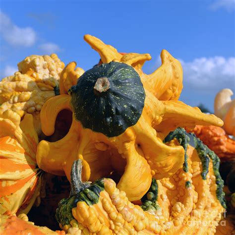 Ornamental Gourds 7994 Photograph by Terri Winkler - Fine Art America