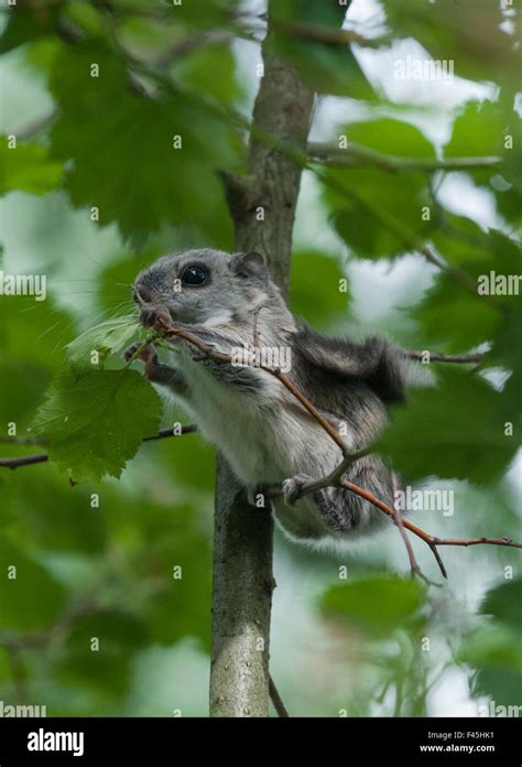 La ardilla voladora siberiana (Pteromys volans) del bebé la alimentación de hojas en el centro ...