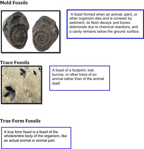 Fossils | Muncie Children's Museum