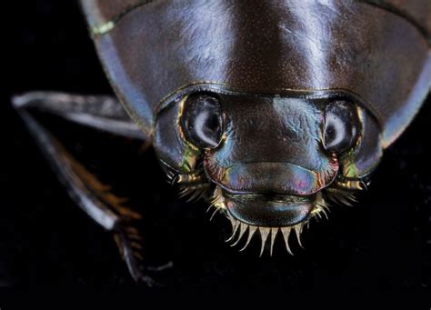 This whirligig beetle photographed in Gorongosa National Park in Mozambique is one of a group of ...