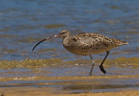 Whimbrel or Eastern Curlew? | BIRDS in BACKYARDS