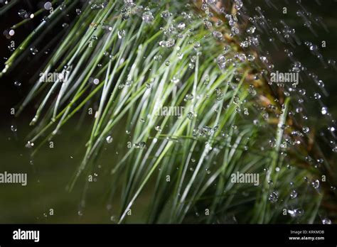 Rainy day in forest Stock Photo - Alamy