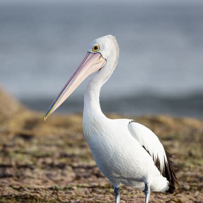 Australian Pelican (Pelecanus conspicillatus) :: BirdWeather