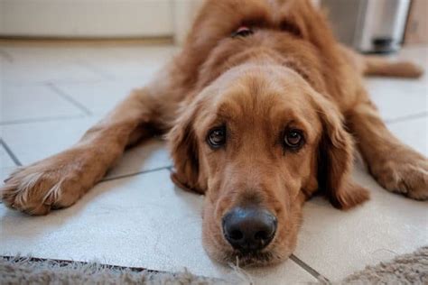 My Dog Ate Fish Bones: What Should I Do Now?