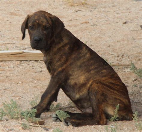 Cane Corso Rottweiler Mix Puppies For Sale | PETSIDI