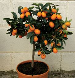 Best indoor dwarf citrus varieties