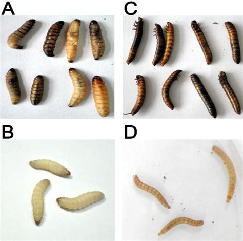 Toxins | Free Full-Text | Identification and Characterization of the Insecticidal Toxin “Makes ...