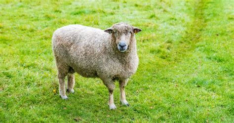 Cotswold Sheep Breed Information, History & Facts - RaisingSheep.net