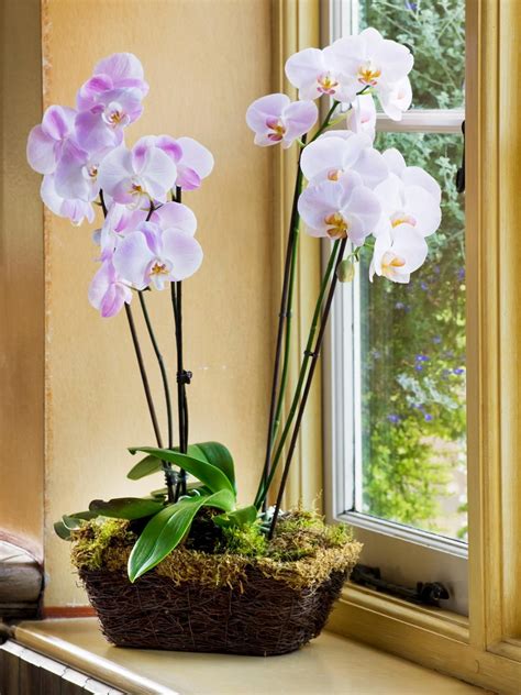 How to Grow and Care for Orchids | Orchid plant care, Types of orchids ...