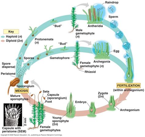 Bryophyta - BIOLOGY4ISC