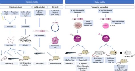 Frontiers | Understanding AL amyloidosis with a little help from in vivo models